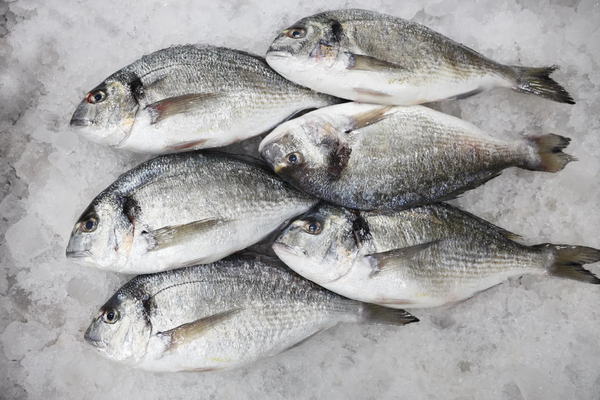 Seabream (سمك الدنيس)