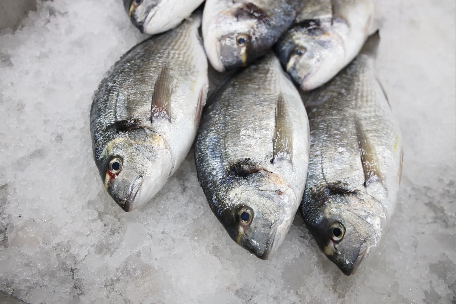Seabream (سمك الدنيس)