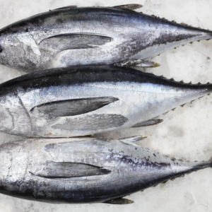 Tuna (تونة)